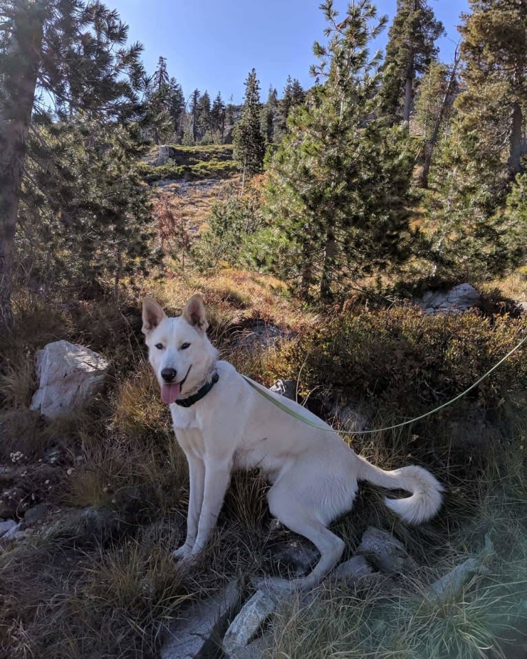 Summit, a Siberian Husky and Great Pyrenees mix tested with EmbarkVet.com