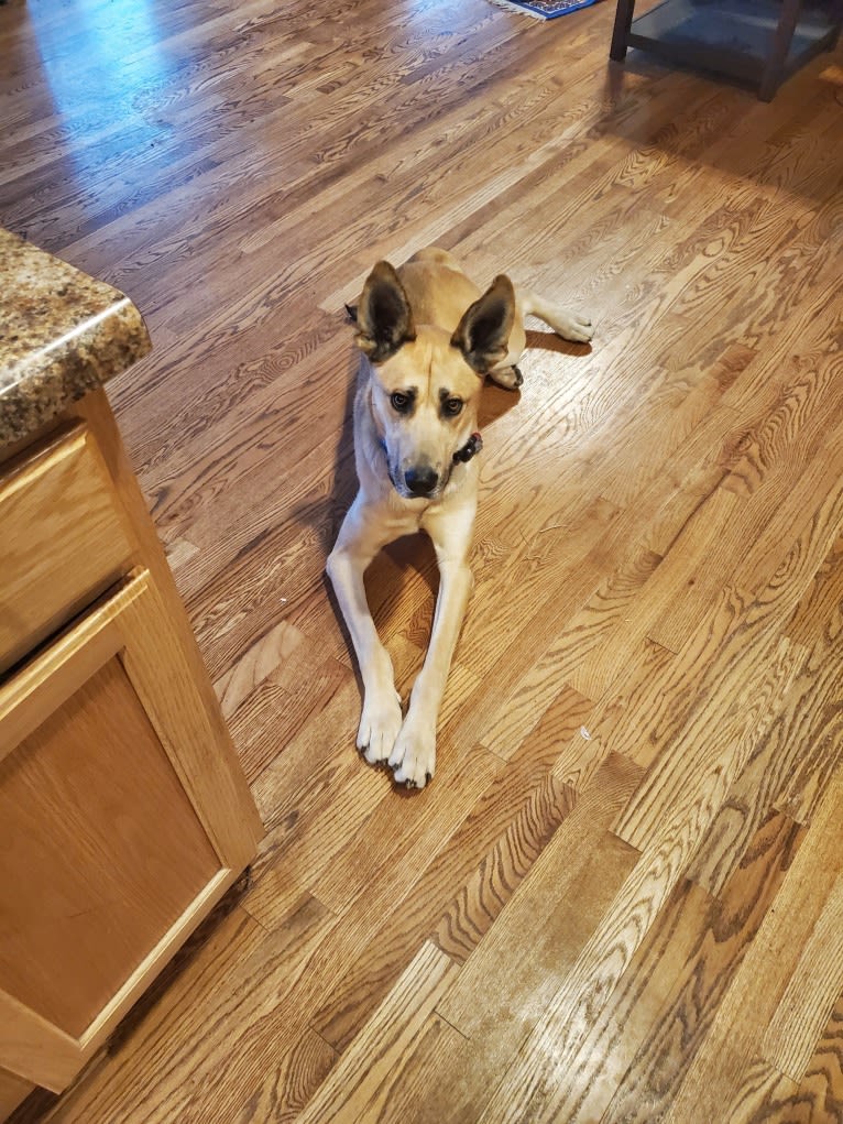 Samson, a Great Dane and Siberian Husky mix tested with EmbarkVet.com