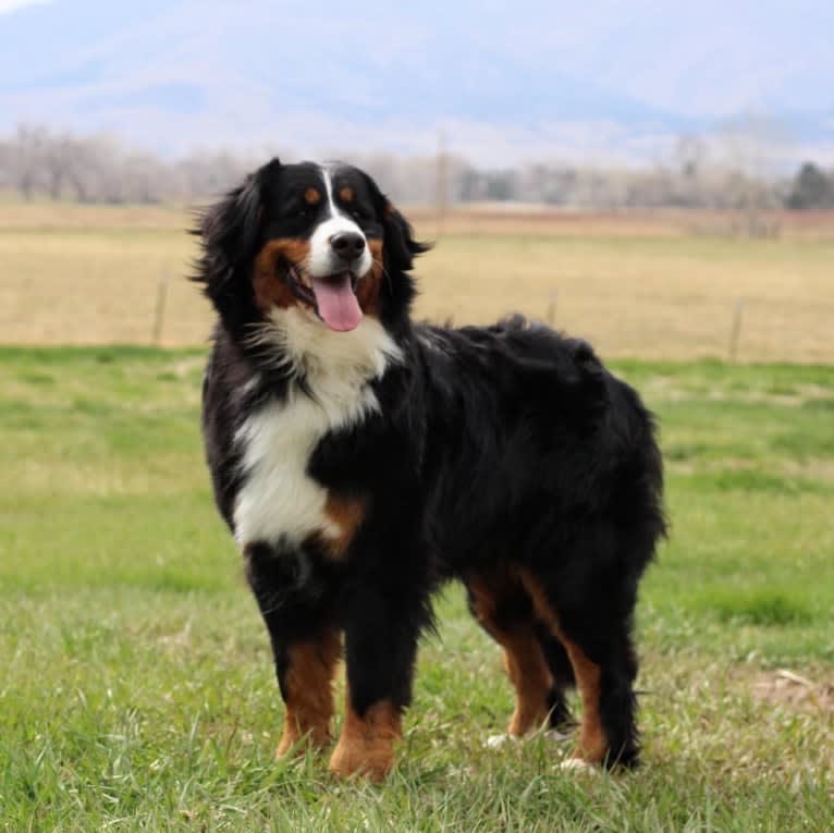Santanna, a Bernese Mountain Dog tested with EmbarkVet.com
