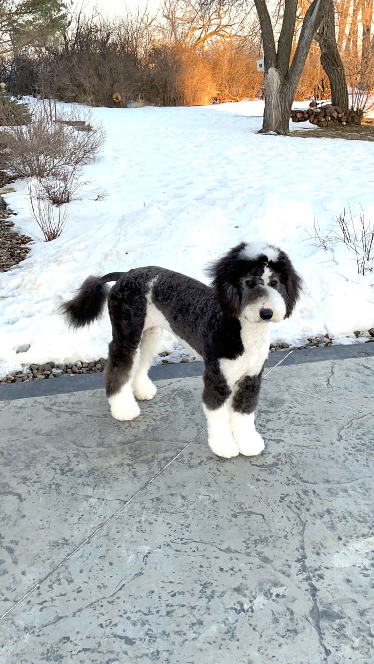 Hattie, a Sheepadoodle tested with EmbarkVet.com