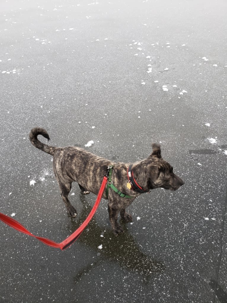 Newton, an American Bulldog and Labrador Retriever mix tested with EmbarkVet.com