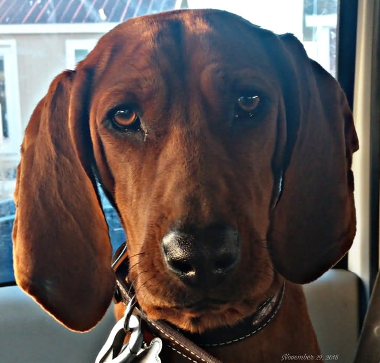 PR MCR Clementine Rose, a Redbone Coonhound tested with EmbarkVet.com