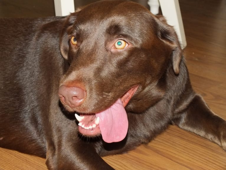 Millie, a Labrador Retriever tested with EmbarkVet.com