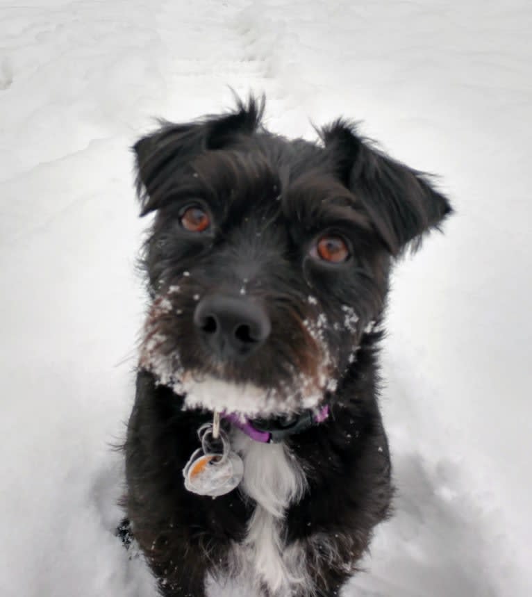 Lady, a Chihuahua and Russell-type Terrier mix tested with EmbarkVet.com