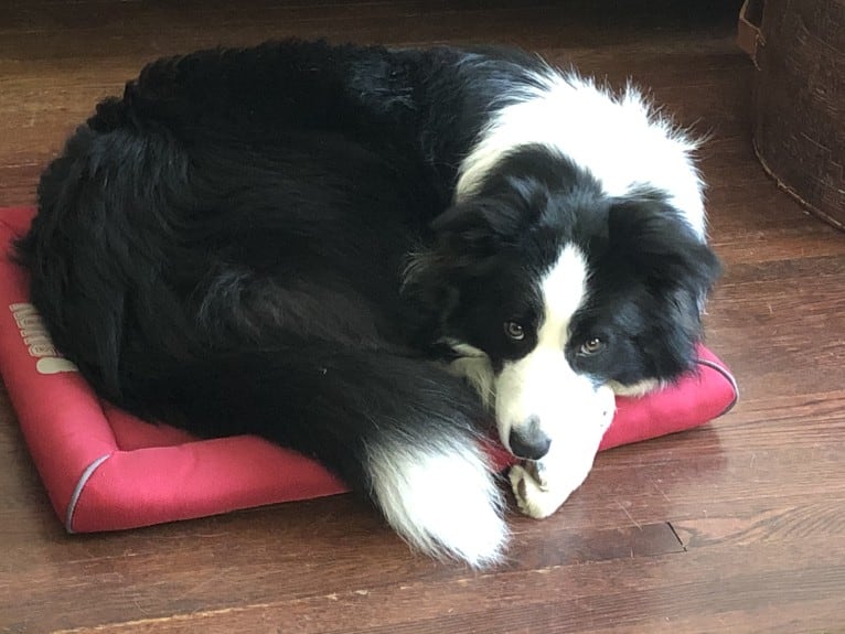 Angel, a Border Collie tested with EmbarkVet.com