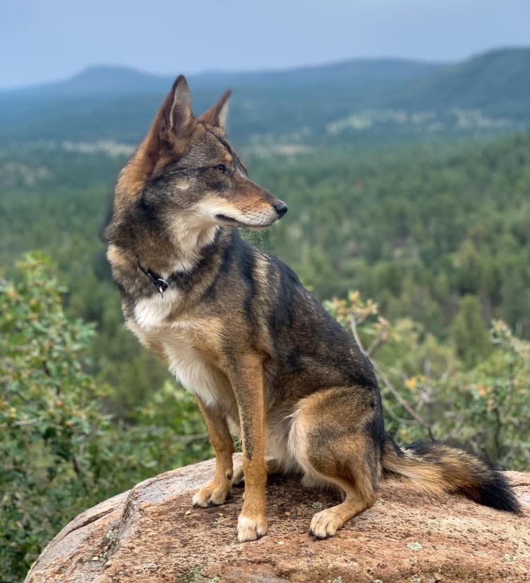 Cilantro, a Border Collie and Coyote mix tested with EmbarkVet.com