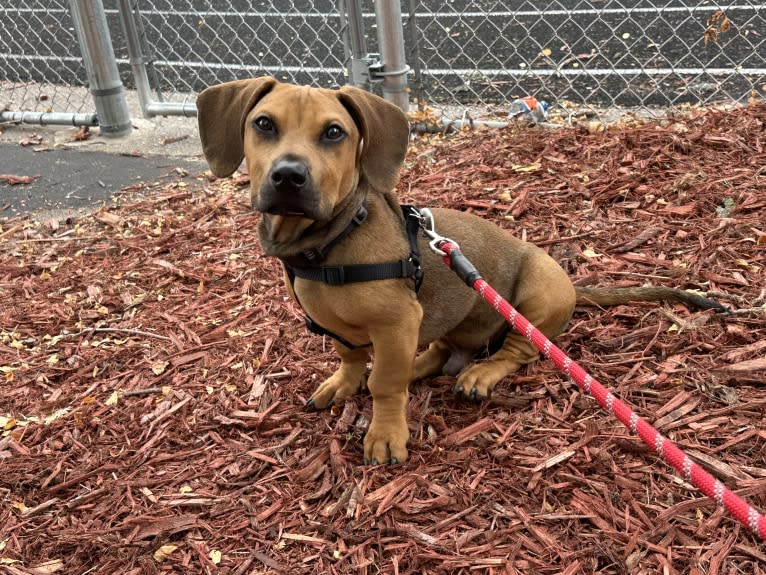 Moose, an American Pit Bull Terrier and American Staffordshire Terrier mix tested with EmbarkVet.com
