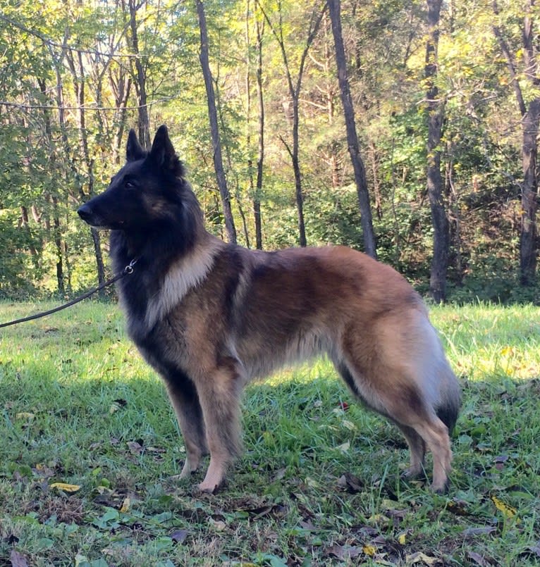 Maizie, a Belgian Shepherd tested with EmbarkVet.com