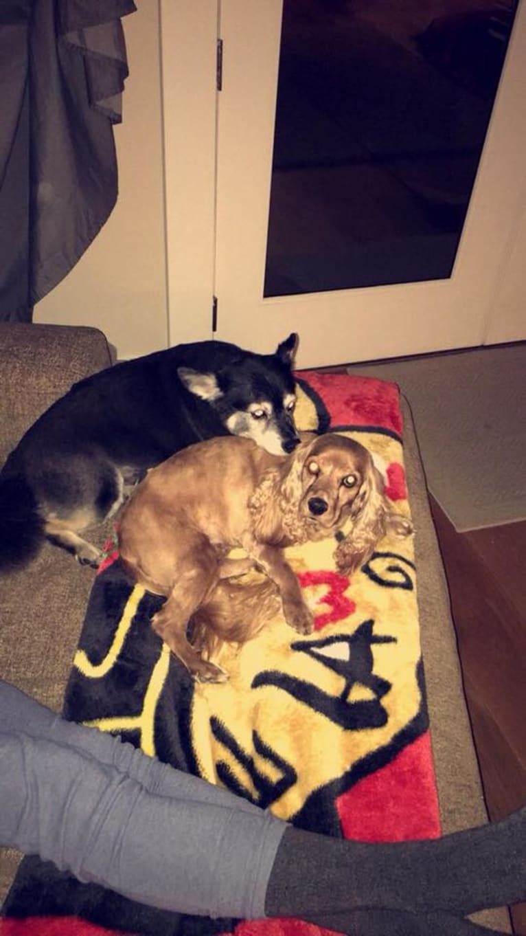 Photo of Pucci, an American Eskimo Dog, Chihuahua, and Pomeranian mix