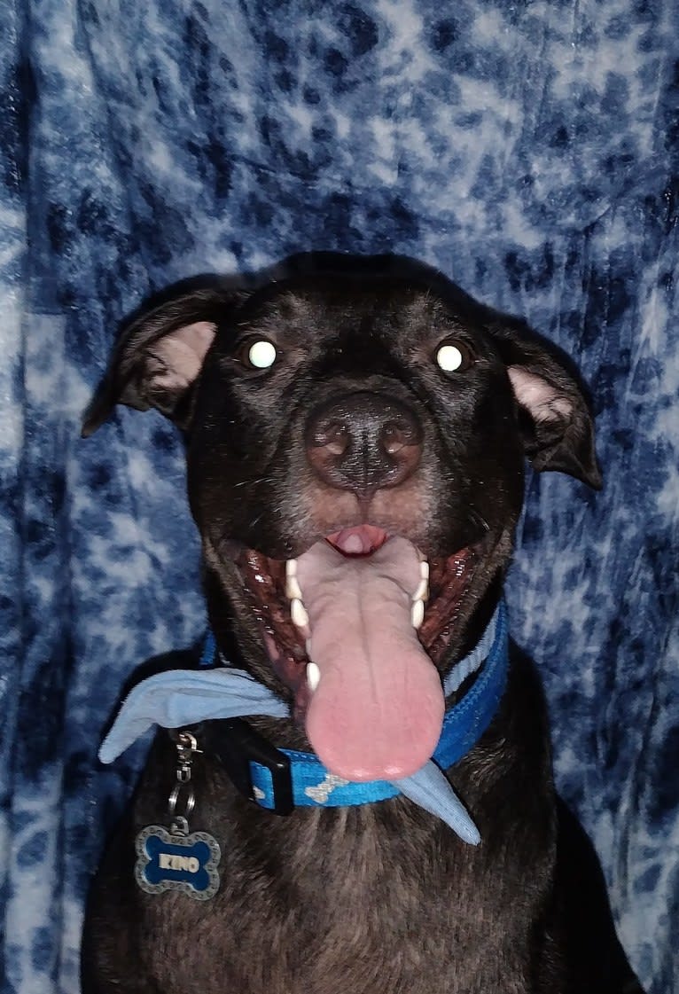 Kino, an American Pit Bull Terrier and Labrador Retriever mix tested with EmbarkVet.com