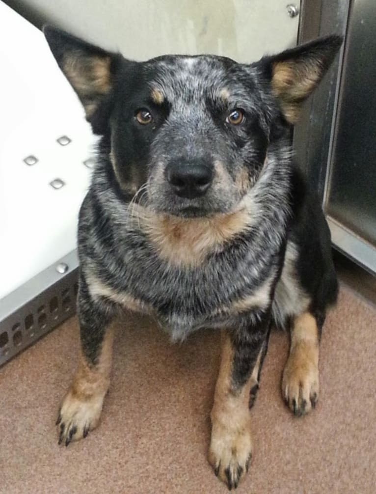 Herbie, an Australian Cattle Dog and Staffordshire Terrier mix tested with EmbarkVet.com
