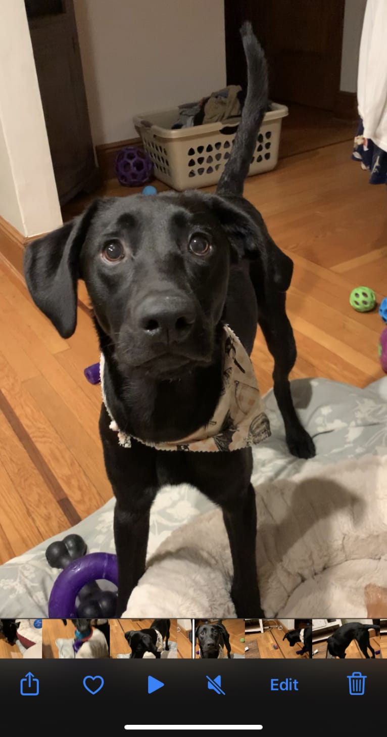 Cindy Lou, a Labrador Retriever and Border Collie mix tested with EmbarkVet.com