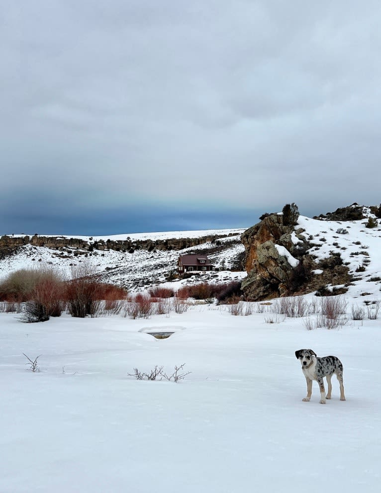 IronEye Pancho, a Border Collie and Catahoula Leopard Dog mix tested with EmbarkVet.com