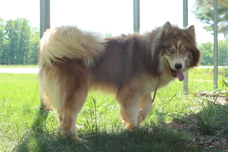 Sokka, a Siberian Husky tested with EmbarkVet.com