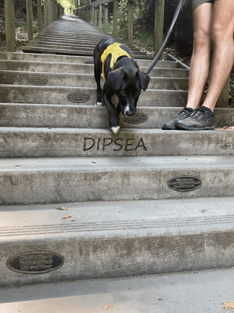 Dipsea, a Central Asian Village Dog tested with EmbarkVet.com
