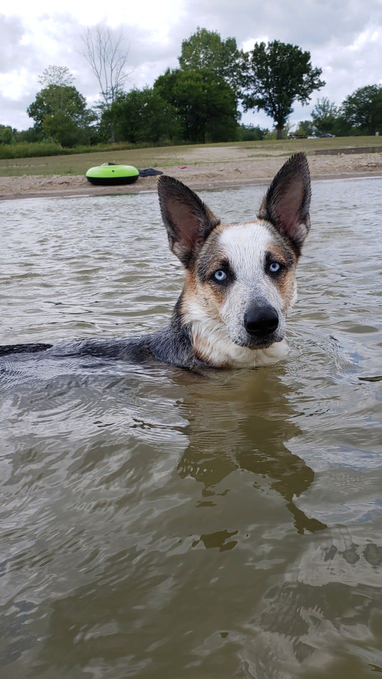 Sadie, a German Shepherd Dog tested with EmbarkVet.com