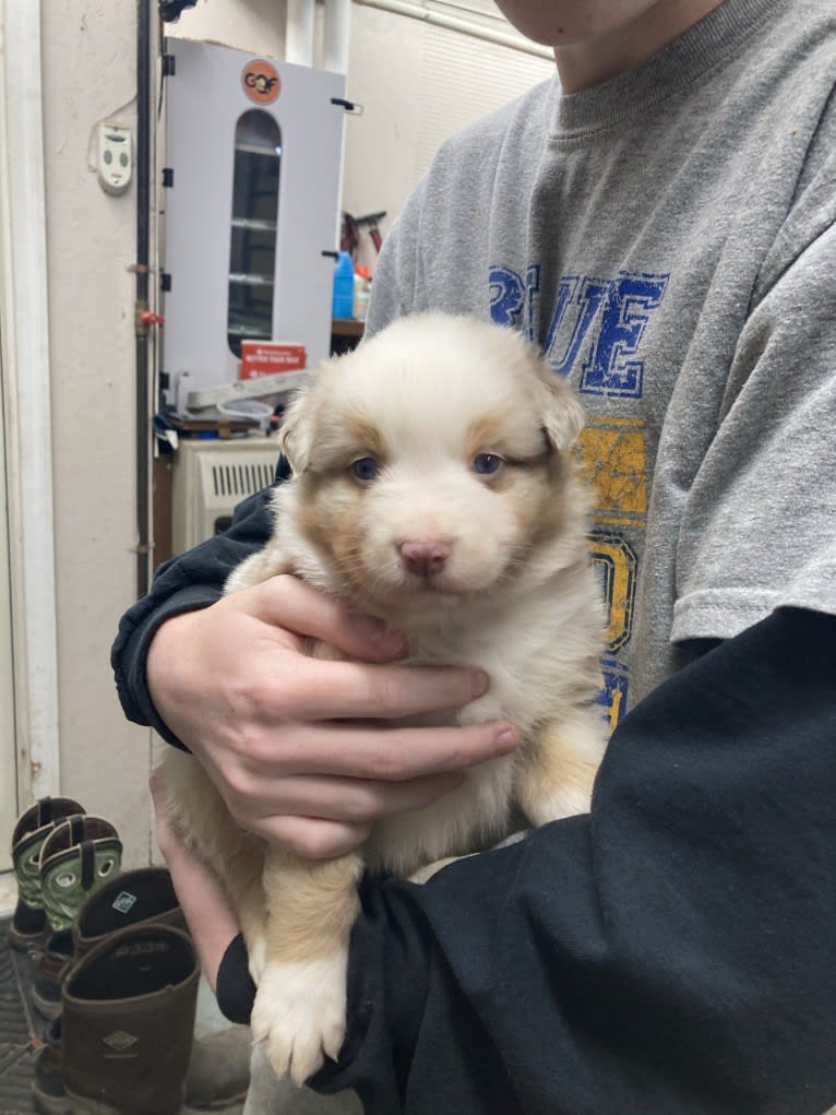 Laika, an Australian Shepherd tested with EmbarkVet.com