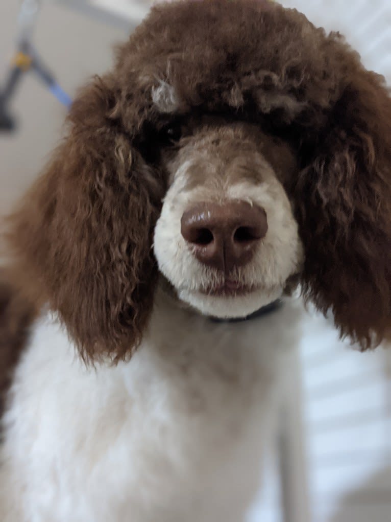 Midas, a Poodle (Standard) tested with EmbarkVet.com