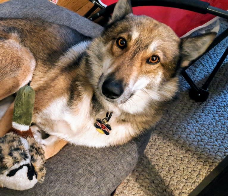 Apollo, a West Siberian Laika tested with EmbarkVet.com