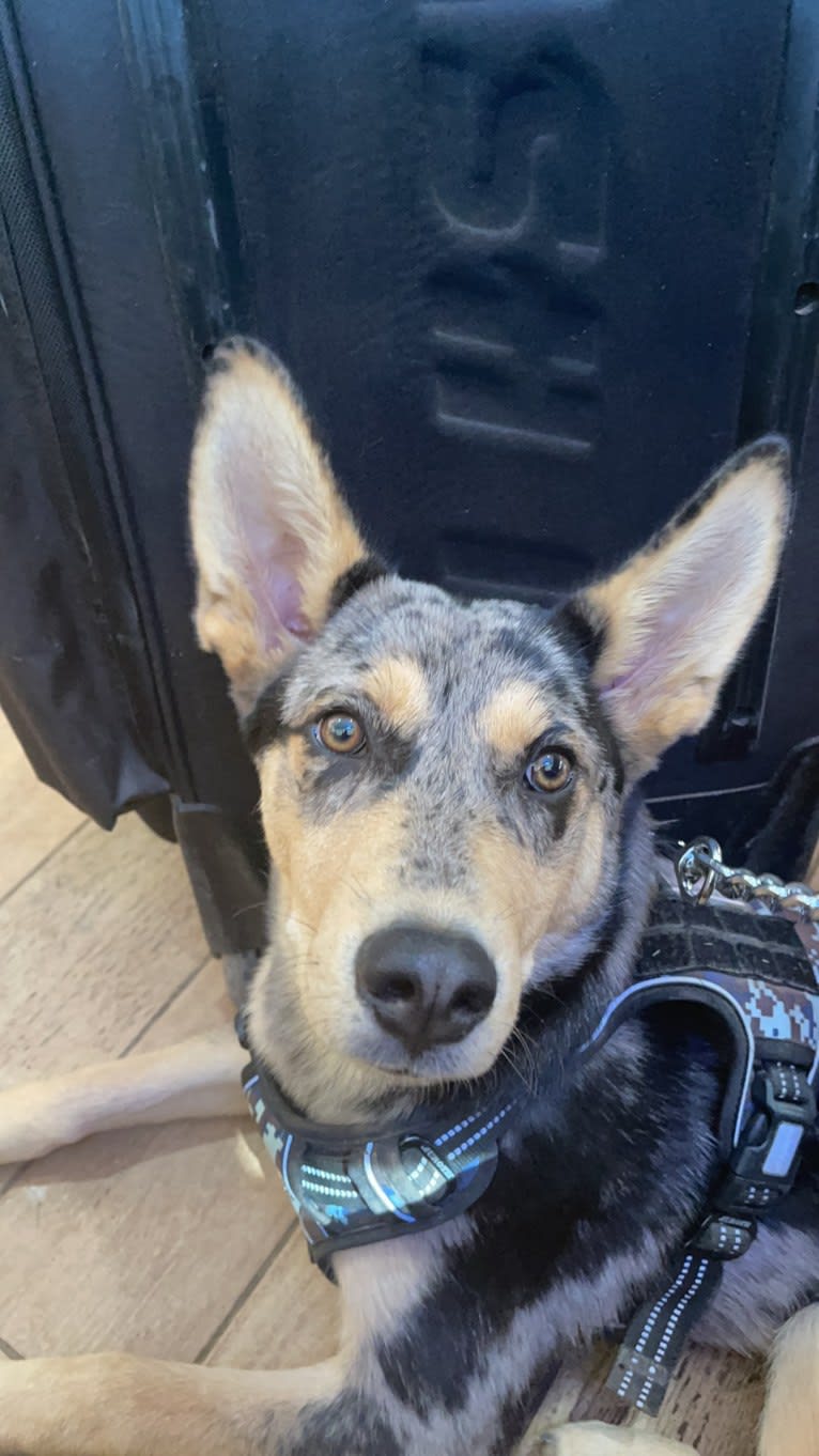 Cosmo, a Siberian Husky and German Shepherd Dog mix tested with EmbarkVet.com