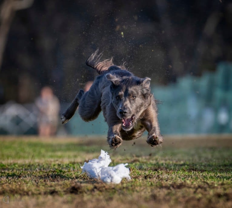 "Camber Tilt for Speed" aka Cam, an American Pit Bull Terrier and Pembroke Welsh Corgi mix tested with EmbarkVet.com