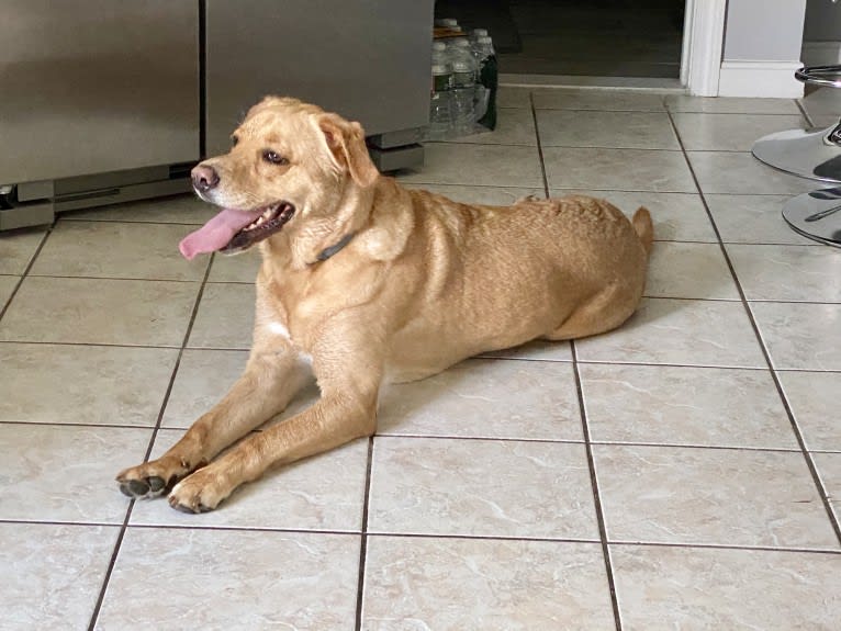 Brock, a Labrador Retriever and Rottweiler mix tested with EmbarkVet.com