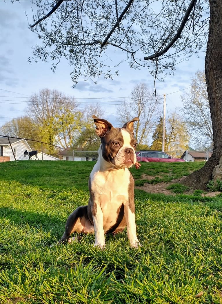 Photo of Cyan, a Boston Terrier  in Ramseur, NC, USA