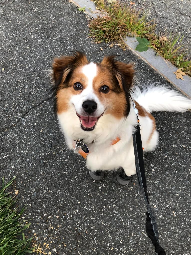 Cooper, an Australian Cattle Dog and Shih Tzu mix tested with EmbarkVet.com