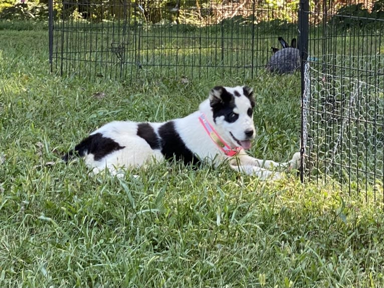 Akasha, a Central Asian Shepherd Dog tested with EmbarkVet.com