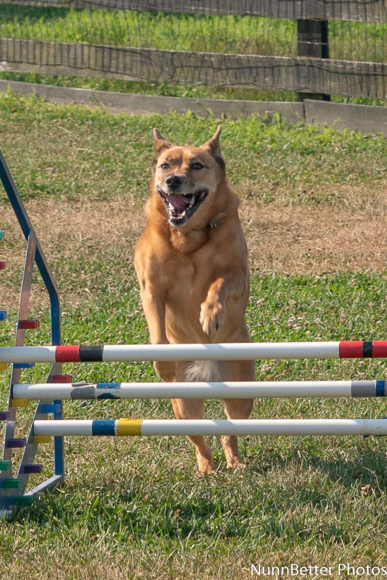 Scotchie, a Siberian Husky and German Shepherd Dog mix tested with EmbarkVet.com