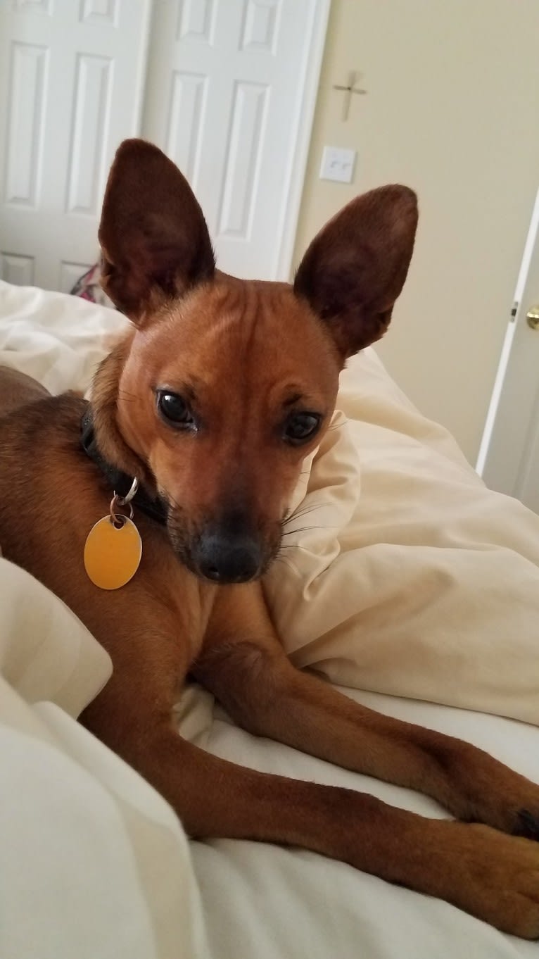 Pip, a Miniature Pinscher and Chihuahua mix tested with EmbarkVet.com