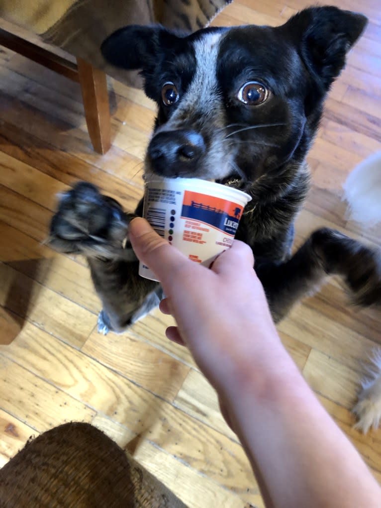 Mist, an Australian Cattle Dog and Australian Shepherd mix tested with EmbarkVet.com