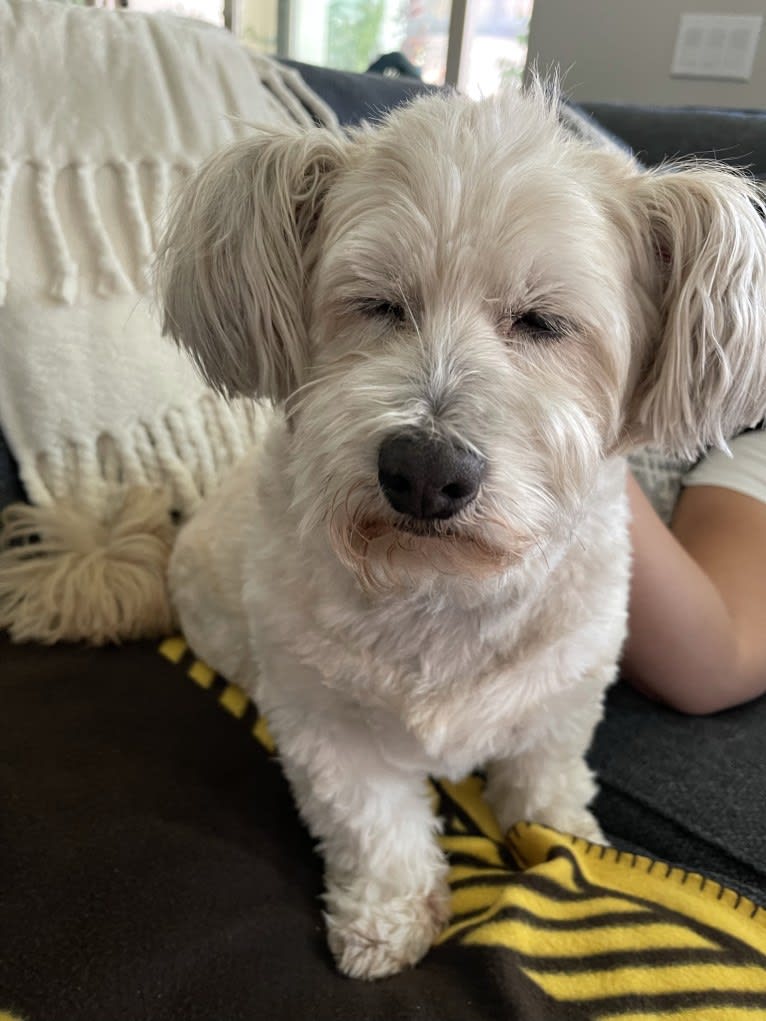 Mr. Simi, an American Eskimo Dog and Poodle (Small) mix tested with EmbarkVet.com