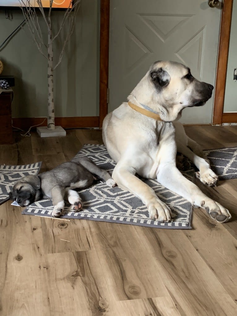 Wolf House Kimba, an Anatolian Shepherd Dog tested with EmbarkVet.com