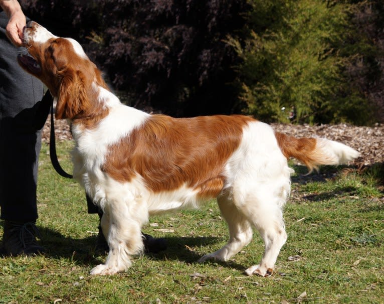 Tazlon Prime Time (Thorn), a Welsh Springer Spaniel tested with EmbarkVet.com