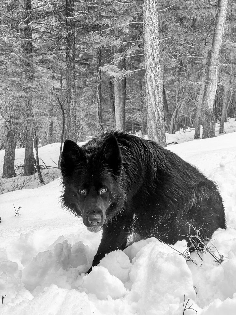 Valor Vom Hof Grebe, a German Shepherd Dog tested with EmbarkVet.com