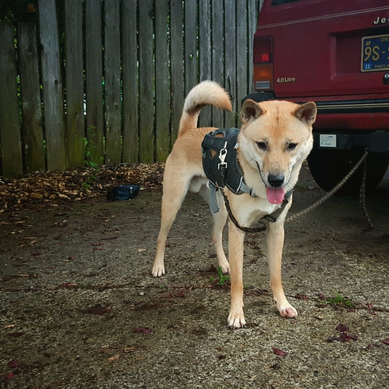 Cúchulainn, a Kishu Ken tested with EmbarkVet.com