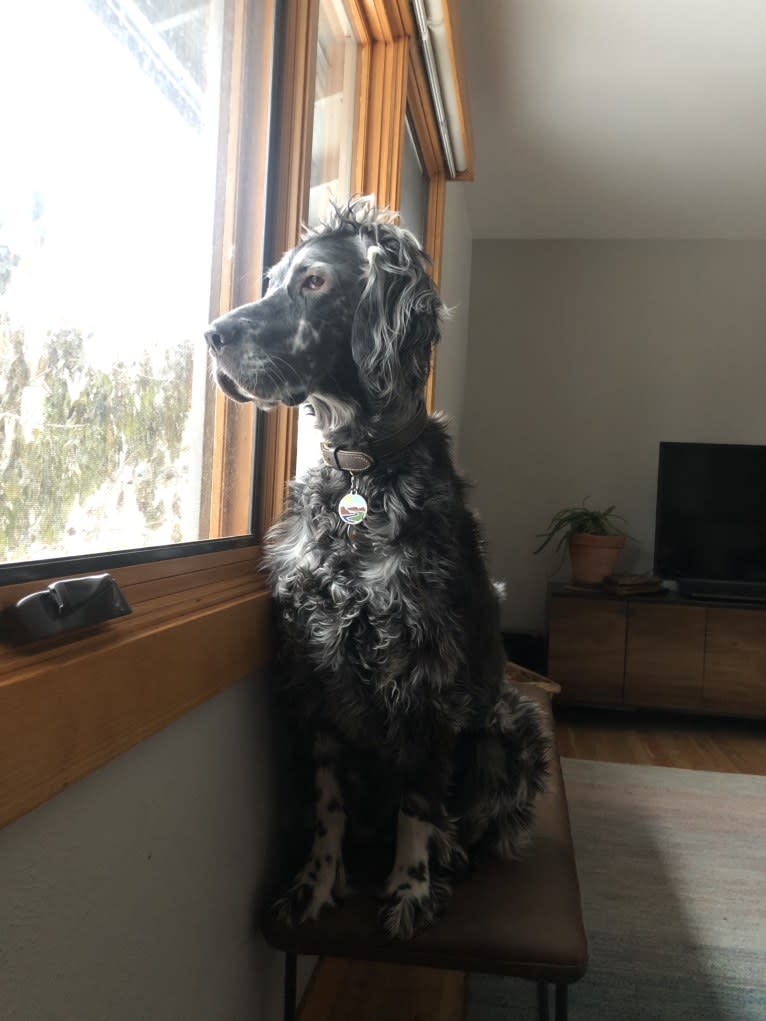 Riker, an English Setter tested with EmbarkVet.com