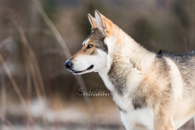 Giro, a Saarloos Wolfdog tested with EmbarkVet.com