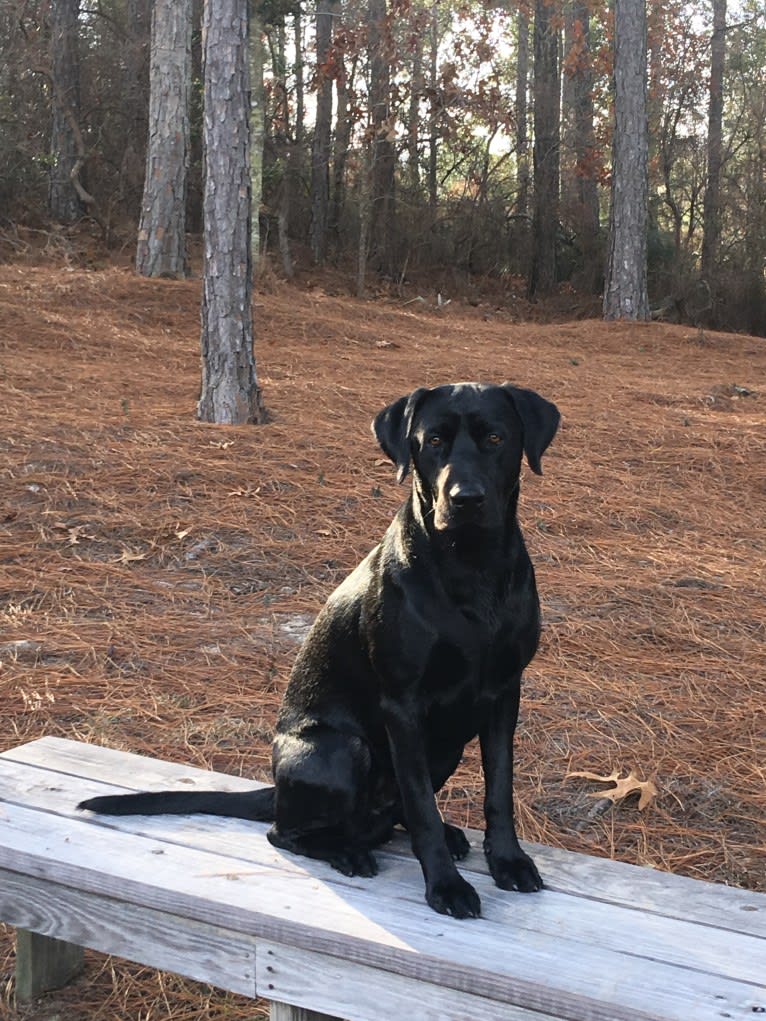 Moe, a Labrador Retriever tested with EmbarkVet.com