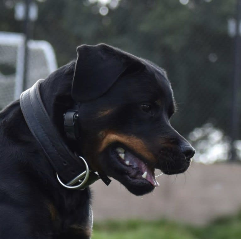 Wüstenhaus Samson, a Rottweiler tested with EmbarkVet.com