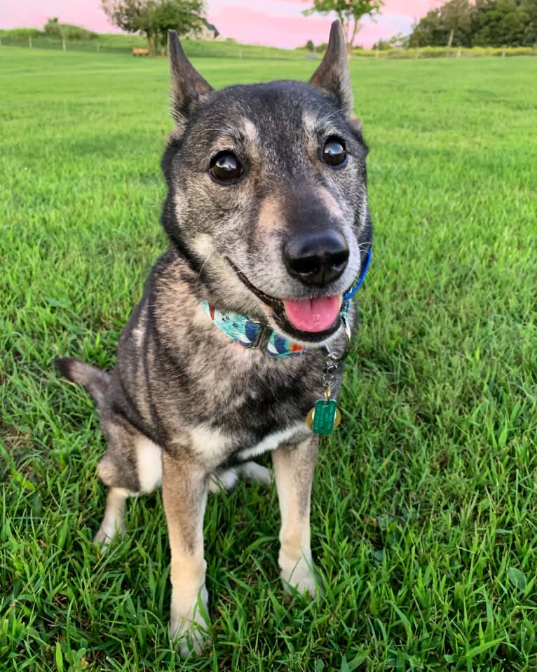 Gus, a Norwegian Elkhound and German Shepherd Dog mix tested with EmbarkVet.com