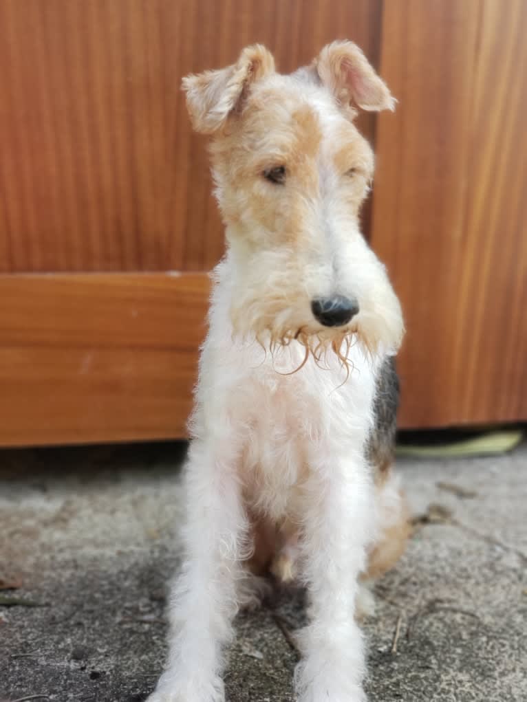Paumalu Stretchy Stretch, a Wire Fox Terrier tested with EmbarkVet.com