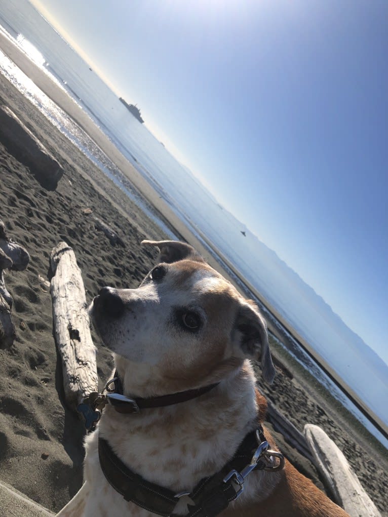 Chico, an Australian Cattle Dog and Rottweiler mix tested with EmbarkVet.com