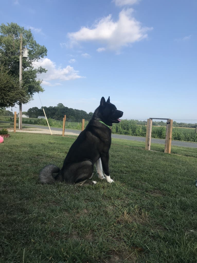 Aengus, an Akita tested with EmbarkVet.com