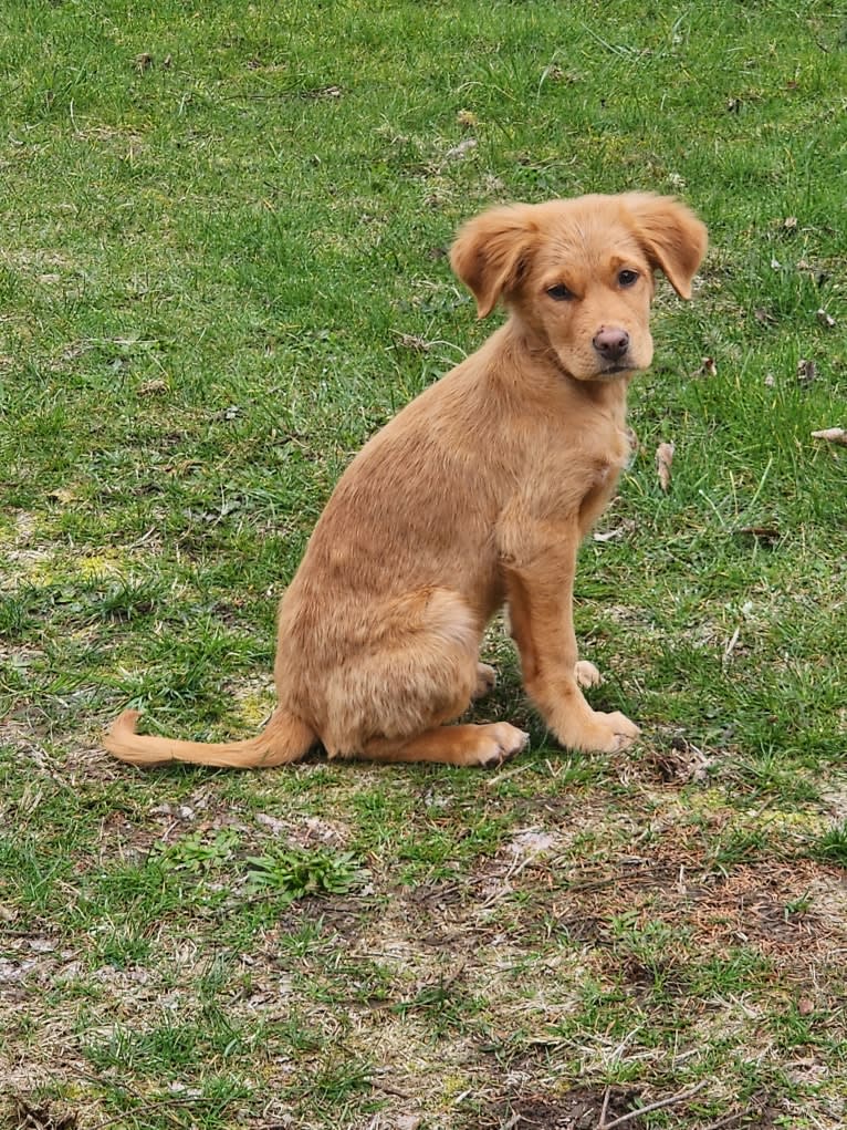 bella, a Melanesian Village Dog tested with EmbarkVet.com