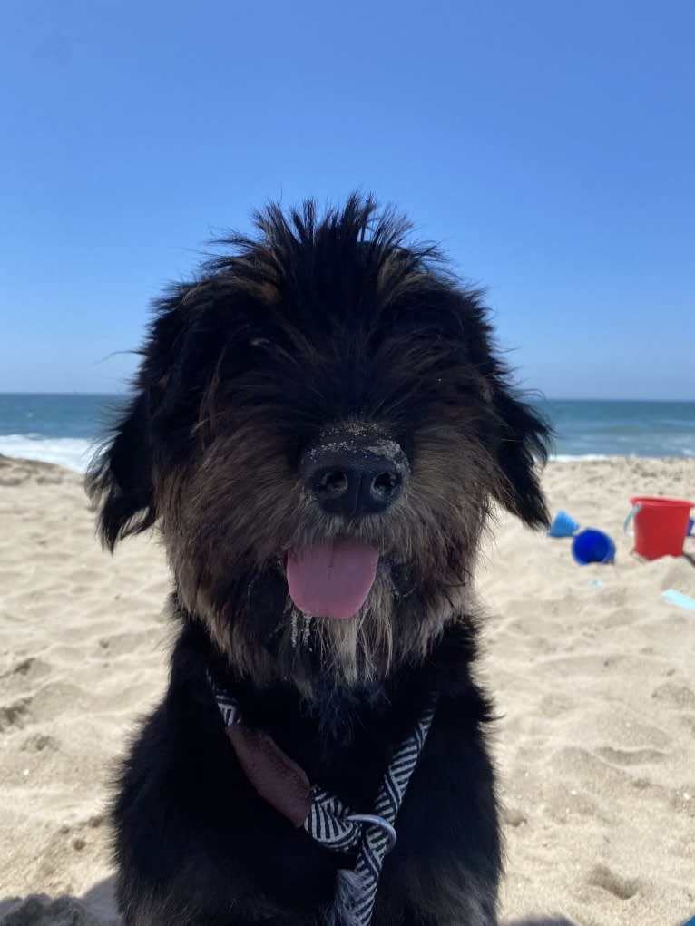 Bella, a Bouvier des Flandres and Bernese Mountain Dog mix tested with EmbarkVet.com