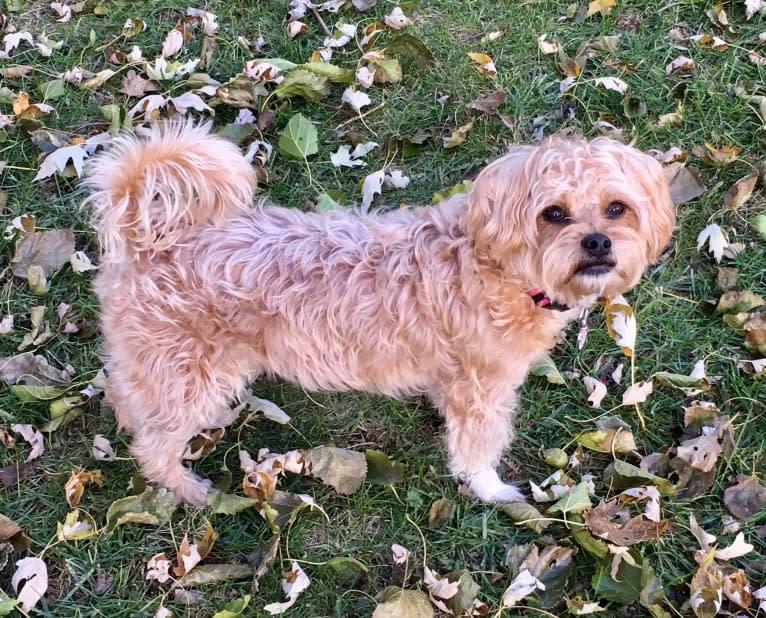 Lucy, a Yorkshire Terrier and Shih Tzu mix tested with EmbarkVet.com