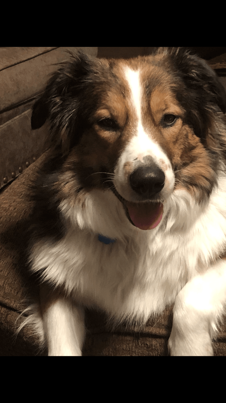 Mesa, an English Shepherd tested with EmbarkVet.com