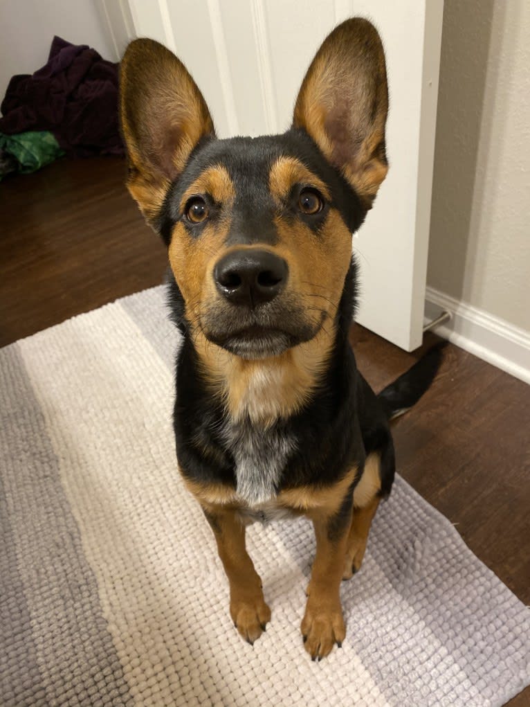 Gimli, an Australian Cattle Dog and Rottweiler mix tested with EmbarkVet.com